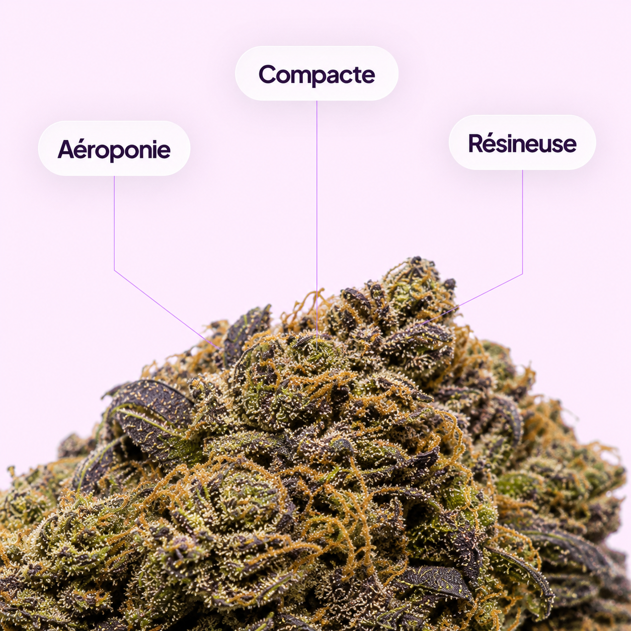 Gelato