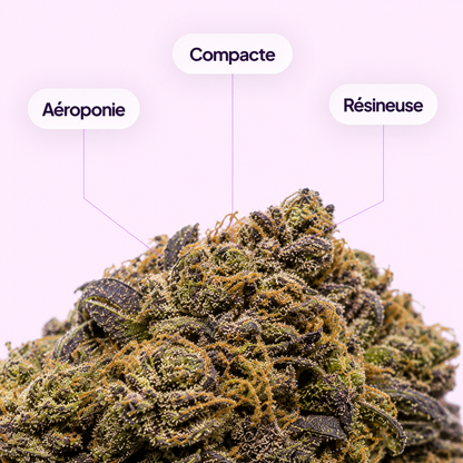 Gelato