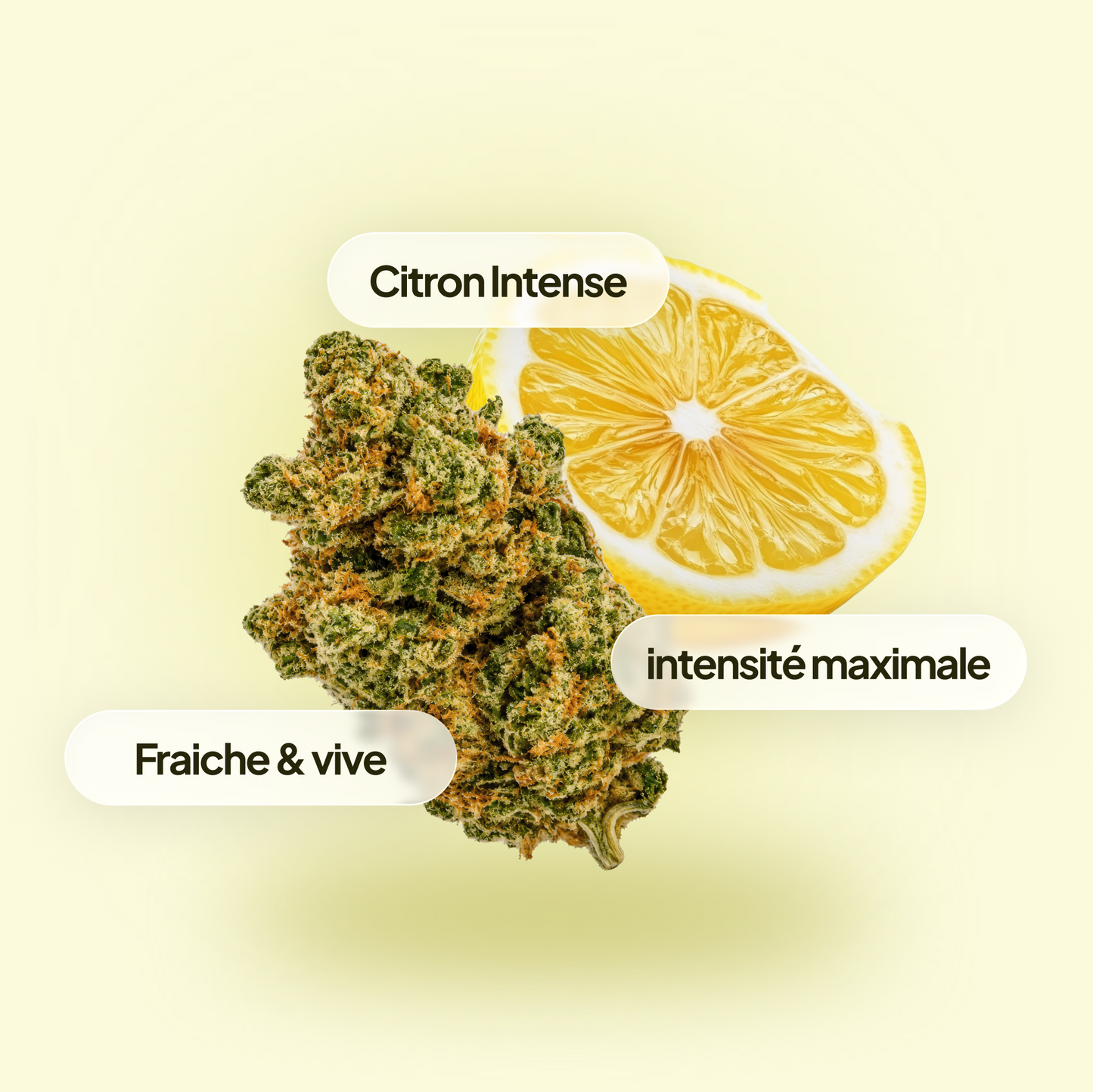 Lemon Haze