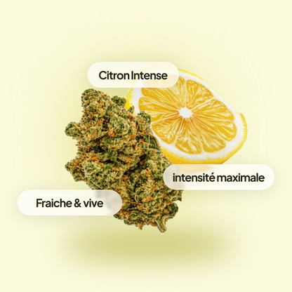 Lemon Haze